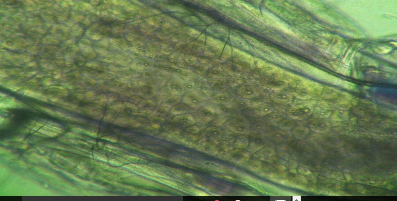 chironomus